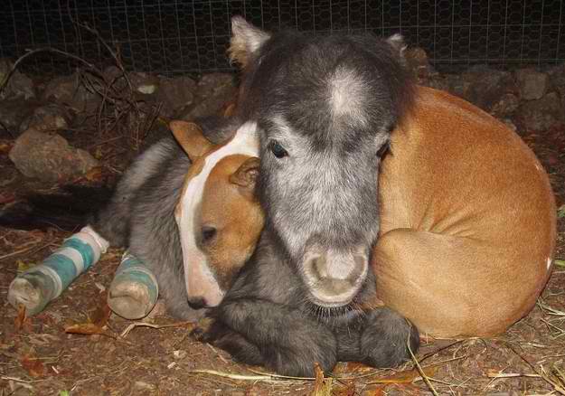 miniponydogcuddle