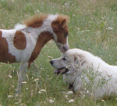 miniponydogkiss