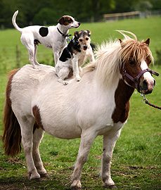 miniponydogsonback