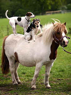 miniponydogsonback