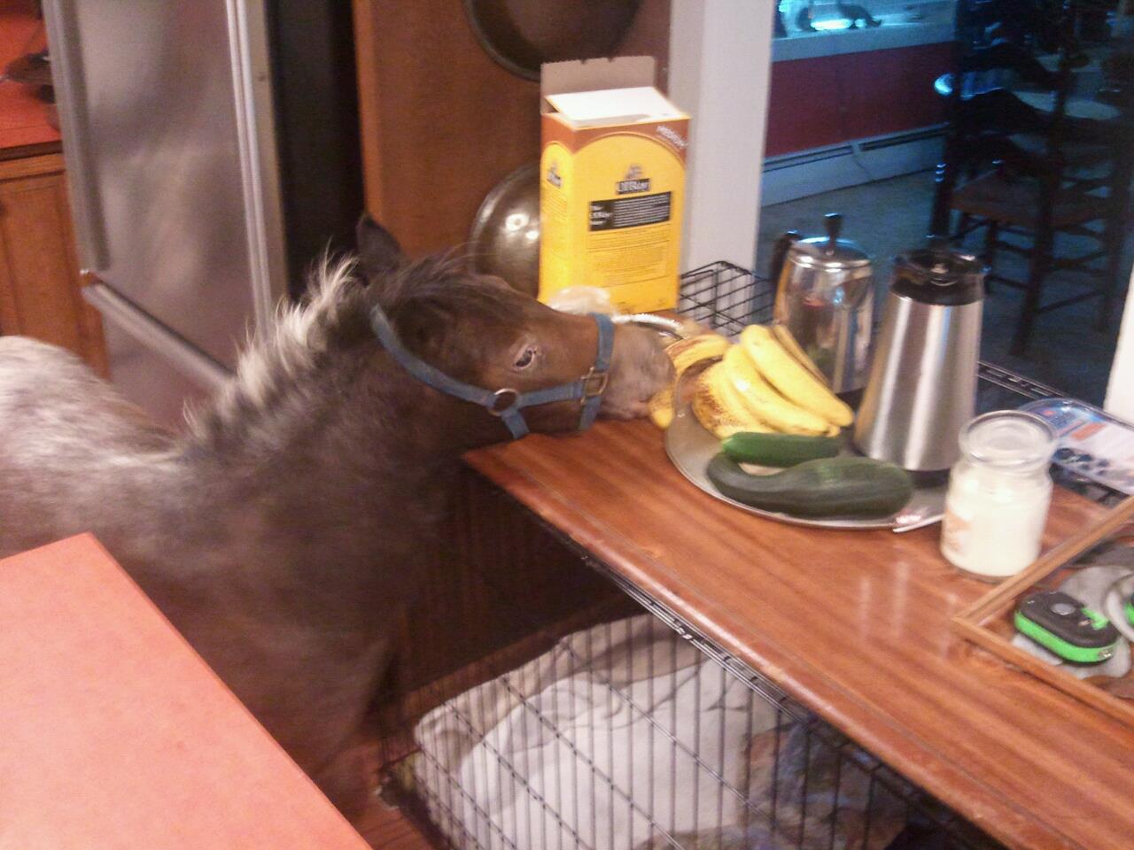 miniponykitchenbananasbrittany