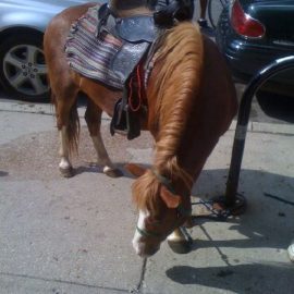 miniponyparkingbikerack