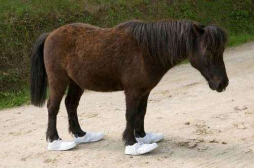 miniponywhiteshoeschivewayne