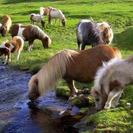 minishetlandsdrinkinglake