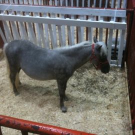 minponygray