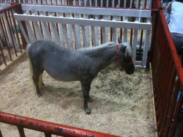 minponygray