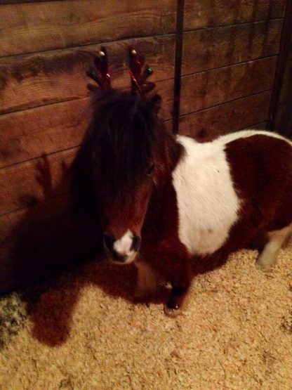 misterbuddychristmas2013dawnspencemo