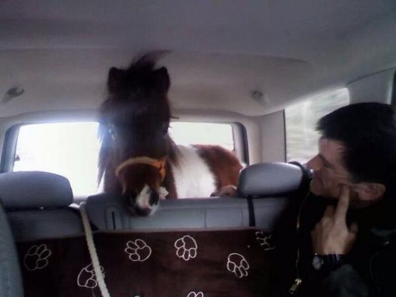 misterbuddyhondaelementmarissanaspinski_polishprincess