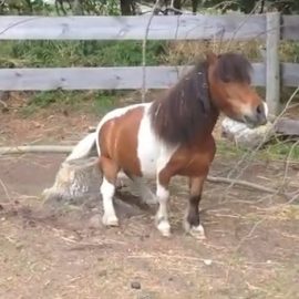 misterbuddytreestump