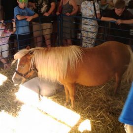 mnstatefairmini