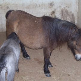 momandpony