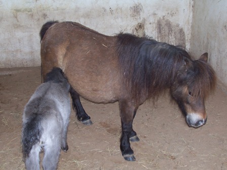 momandpony