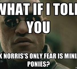 morpheuschucknorrisminiponiesdawnspencemo