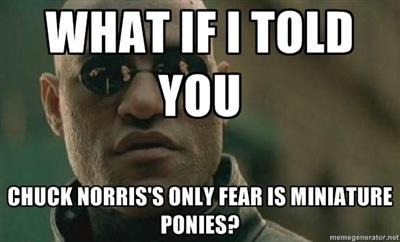 morpheuschucknorrisminiponiesdawnspencemo