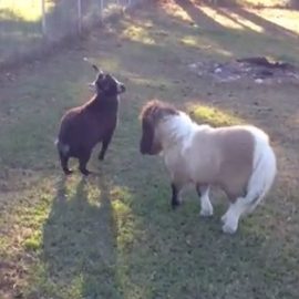 ncminiponiesdonnyhuffnaglebrick295miniandgoat