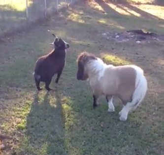 ncminiponiesdonnyhuffnaglebrick295miniandgoat