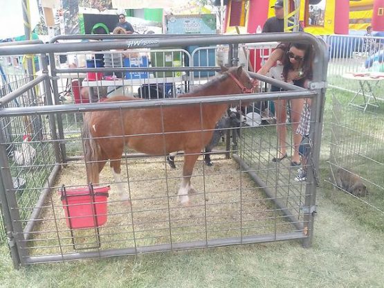 newmexicowinefestminiponyjoshua