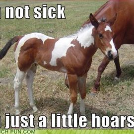notsicklittlehorse