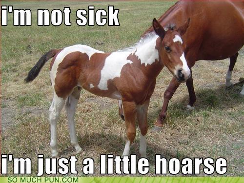 notsicklittlehorse