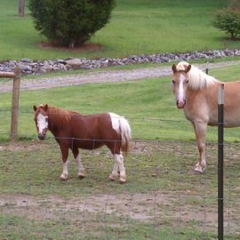 ohioamishcountryminiponyarmsakimbo