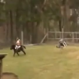 ostrichemuminiponydanputtzy