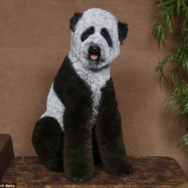 pandapoodle