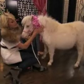 parishiltonminiponydsbmax