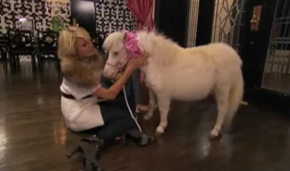 parishiltonminiponydsbmax