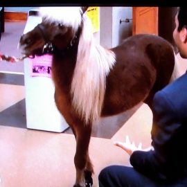parksandrecminipony4doug