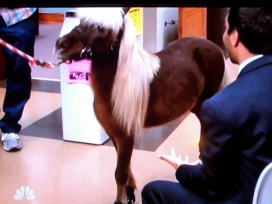 parksandrecminipony4doug