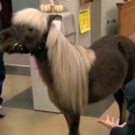 parksandrecminiponymurdermovieuproxx