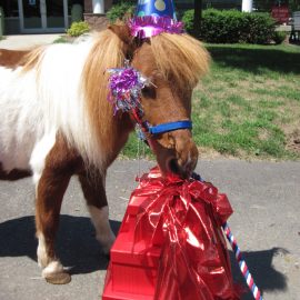 partyponybig