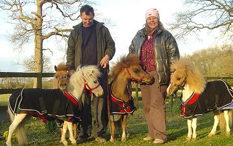phorses2_1351353c