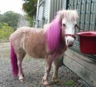 pinkhairpony