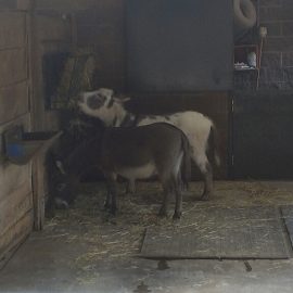 pittsburghzoominidonkeyswalterflanagan