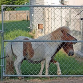ponies