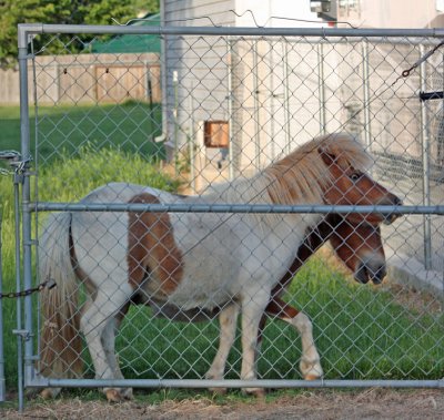 ponies