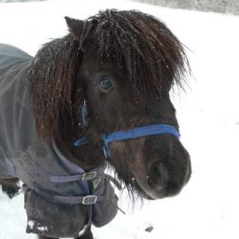 pony