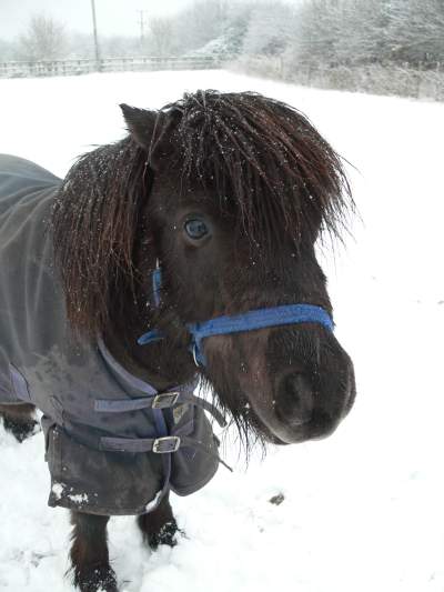 pony