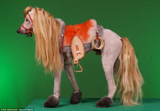 ponypoodle