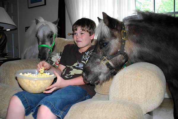 popcorncouchminiponieskid
