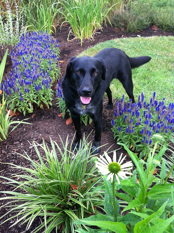 Porter(1)