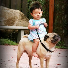 pugminiponykid
