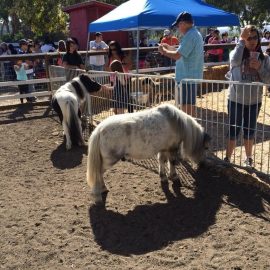pumpkinfestminipony2013smokeycloud