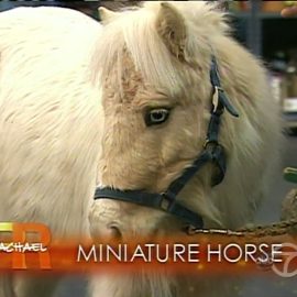 rachaelrayminihorseape1