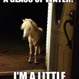 redditponydooramyvlittlehoarsememe
