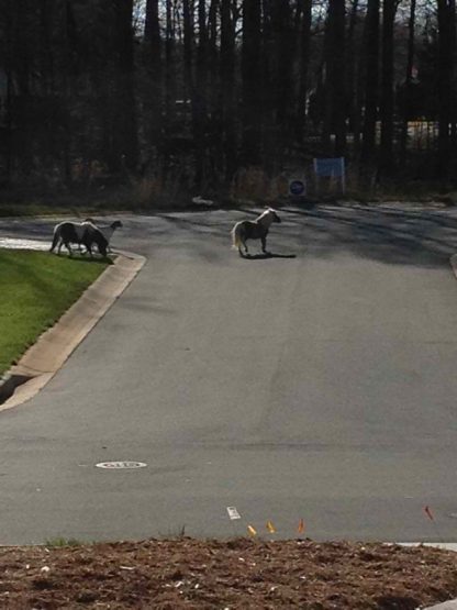 roadminiponiescotter