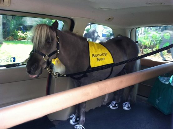 scoobyboominiponyshoesdawnspencemo