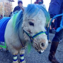 seahawksminiponyfredKOMOrovellmaggiemichael