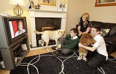 shetland_pony_2